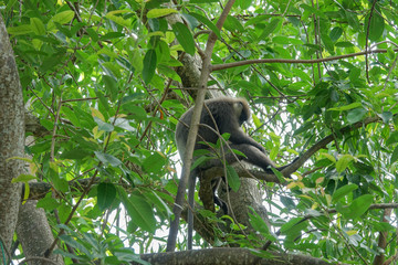 Monkey on a tree in the jungle of Sri Lanka