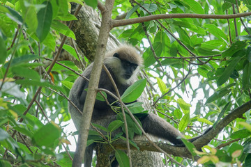 Monkey on a tree in the jungle of Sri Lanka