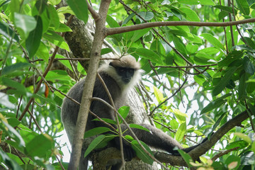 Monkey on a tree in the jungle of Sri Lanka