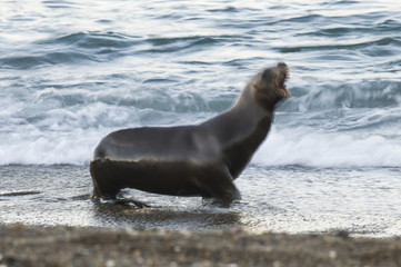 Naklejka premium Sea Lion female , Patagonia Argentina