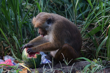 Monkey eats a watermelon in a dump. Sri Lanka