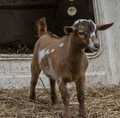 minature baby goat