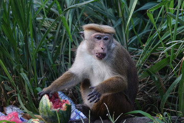 Monkey eats a watermelon in a dump. Sri Lanka