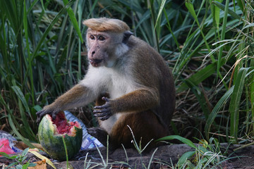 Monkey eats a watermelon in a dump. Sri Lanka