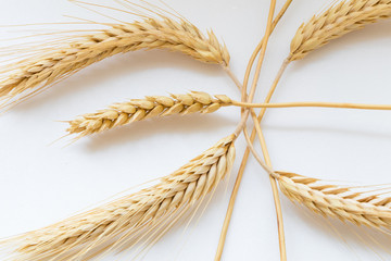 Ears of wheat on white background close-up