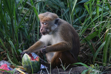 Monkey eats a watermelon in a dump. Sri Lanka