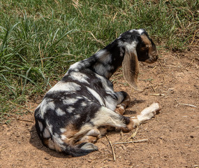 Spotted goat