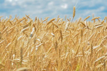 Backdrop of ripening ears of yellow wheat field on the sunset cloudy orange sky background. Copy space