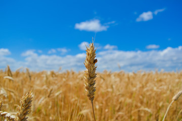 Wheat spike close-up against a background of field and sky with clouds.