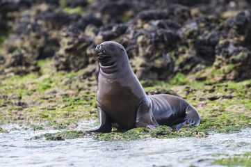 Naklejka premium Baby sea lion , Patagonia Argentina