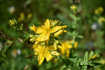 St. John's wort flower