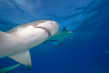 Lemon shark in blue water.