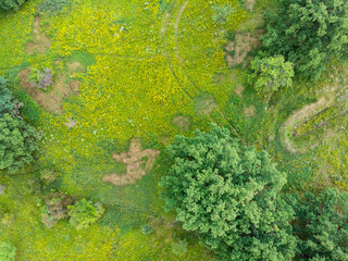 Aerial view of the field with flowers and trees