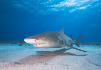 Naklejka premium Lemon shark in blue water.