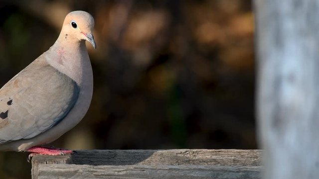 Close up of a mourning dove on a wooden fence