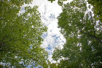 Clouds above the trees