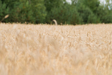 żyto, kłosy, zboże © Szymon Gryko