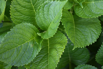 green leaves of hydrangea