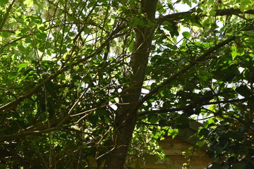 Nature
