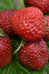  background of red ripe strawberries