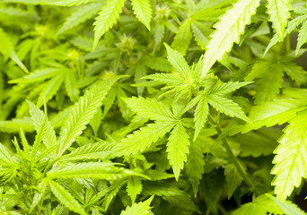 Cannabis