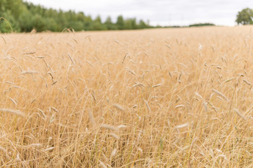 żyto, kłosy, zboże © Szymon Gryko