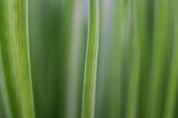 Fototapeta na wymiar Green grass background. Natural green grass close-up in blur.