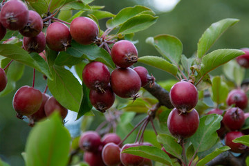 Many small red paradise apples on the apple tree branch, a composition for advertising fertilizers or farm production