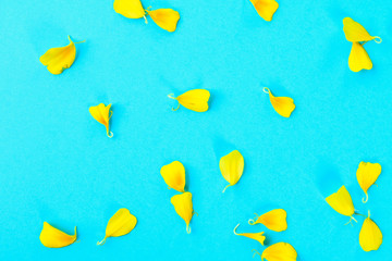 Petals of a yellow flower on a pastel blue background.