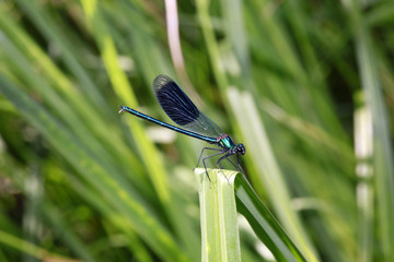 männliche Gebänderte Prachtlibelle (Calopteryx splendens)