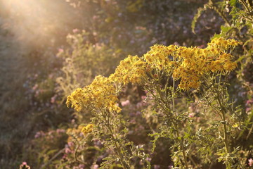 Natur abends bei Gegenlicht mit gelben Blumen