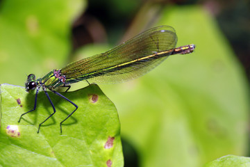 weibliche Gebänderte Prachtlibelle, Calopteryx splendens
