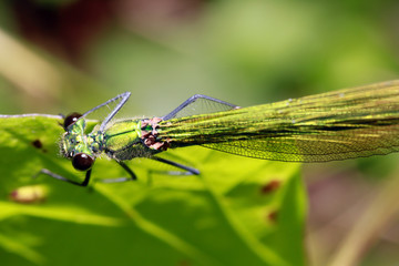 weibliche Gebänderte Prachtlibelle, Calopteryx splendens