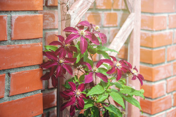 Fototapeta na wymiar Beautiful background with flowers big pink clematis on a brick wall on a Sunny day. Landscape design. Toned