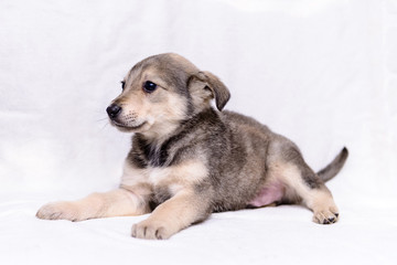 pet little gray puppy