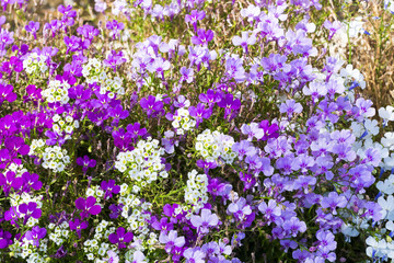 Beautiful little purple flowers, beautiful floral background