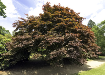 Fagus Sylvatica Purpurea, also known as Copper Beech or Purple Beech - Uckfield, United Kingdom