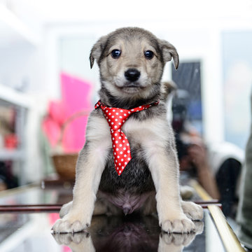 smal puppy is wearing a tie