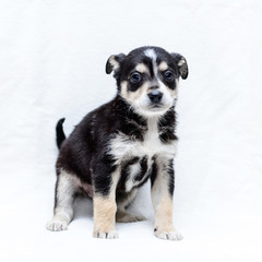 small puppy black and white