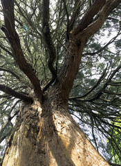 Fototapeta premium Old sequoia / redwood tree in Uckfield, United Kingdom