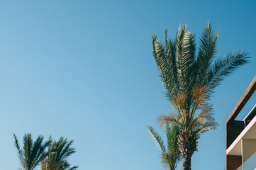 coconut palms and a building, a beautiful sky with a soft focus and above the light in the background.