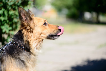 pet dog crossbreed sheepdog outdoor