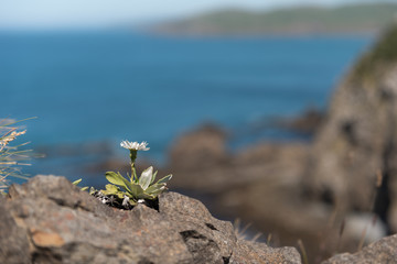 Small, isolated flower growing on a barren rock on a cliff face by the ocean.