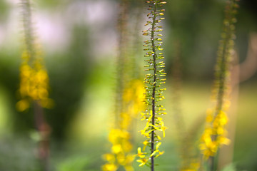 yellow flowers close up photo with rain drops on blurred summer background