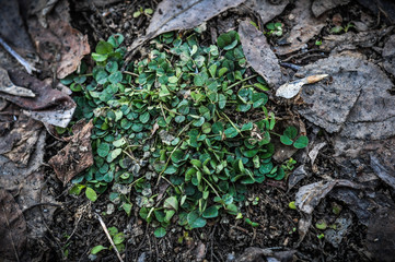 Green clover foliage and fallen dry autumn leaves