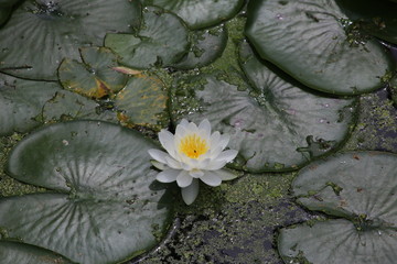 White water lily in pond