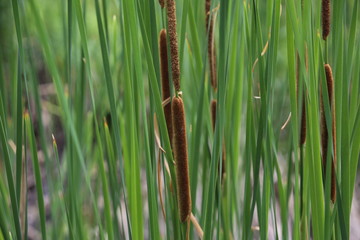 Cattails in the park marsh