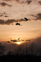 Couple of flying doves birds in the sky at sunset