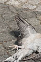 Eine tote Taube liegt auf der Strasse
