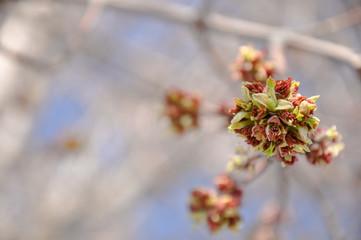 Young Maple buds on the background of vibrant blue sky. Beautiful spring scene.